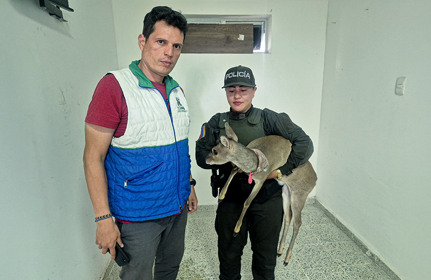 Esperanza para la fauna silvestre en Santander: CAV de la CDMB logra 1.200 rescates 