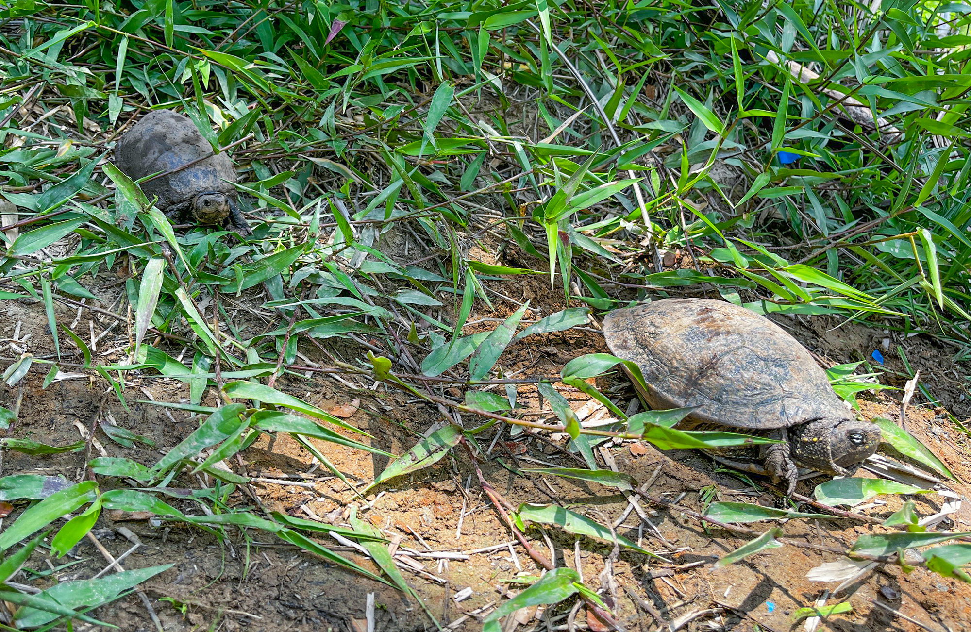 Esperanza para la fauna silvestre en Santander: CAV de la CDMB logra 1.200 rescates 