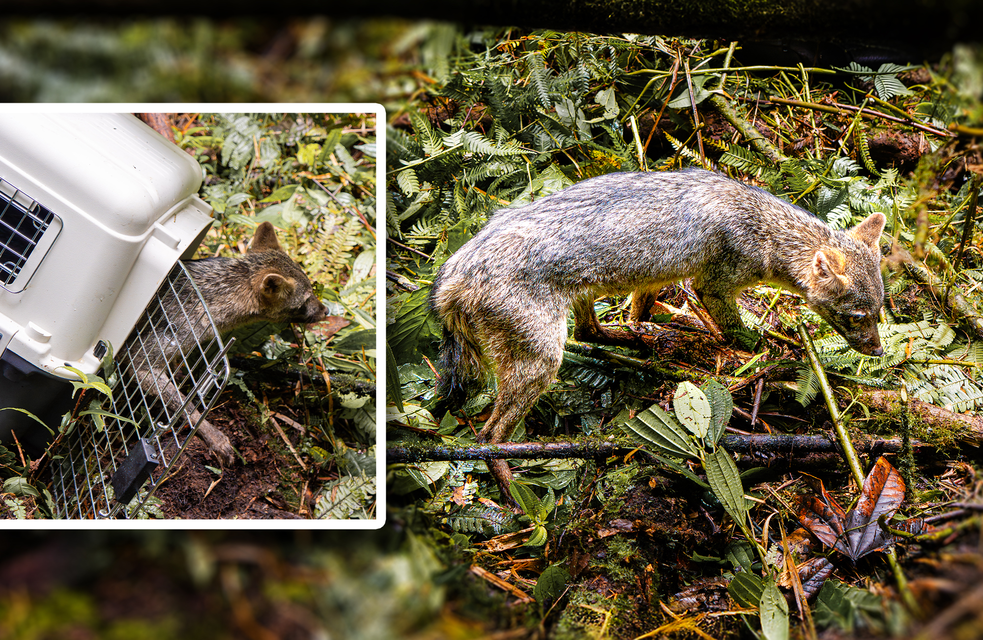 Un regreso a la libertad: la conmovedora historia del zorro plateado que volvió a nacer en manos del CAV de la CDMB