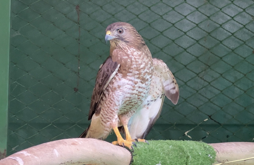 El milagro de un Águila Cola Roja que se recupera de una fractura en su ala izquierda en el CAV de la CDMB