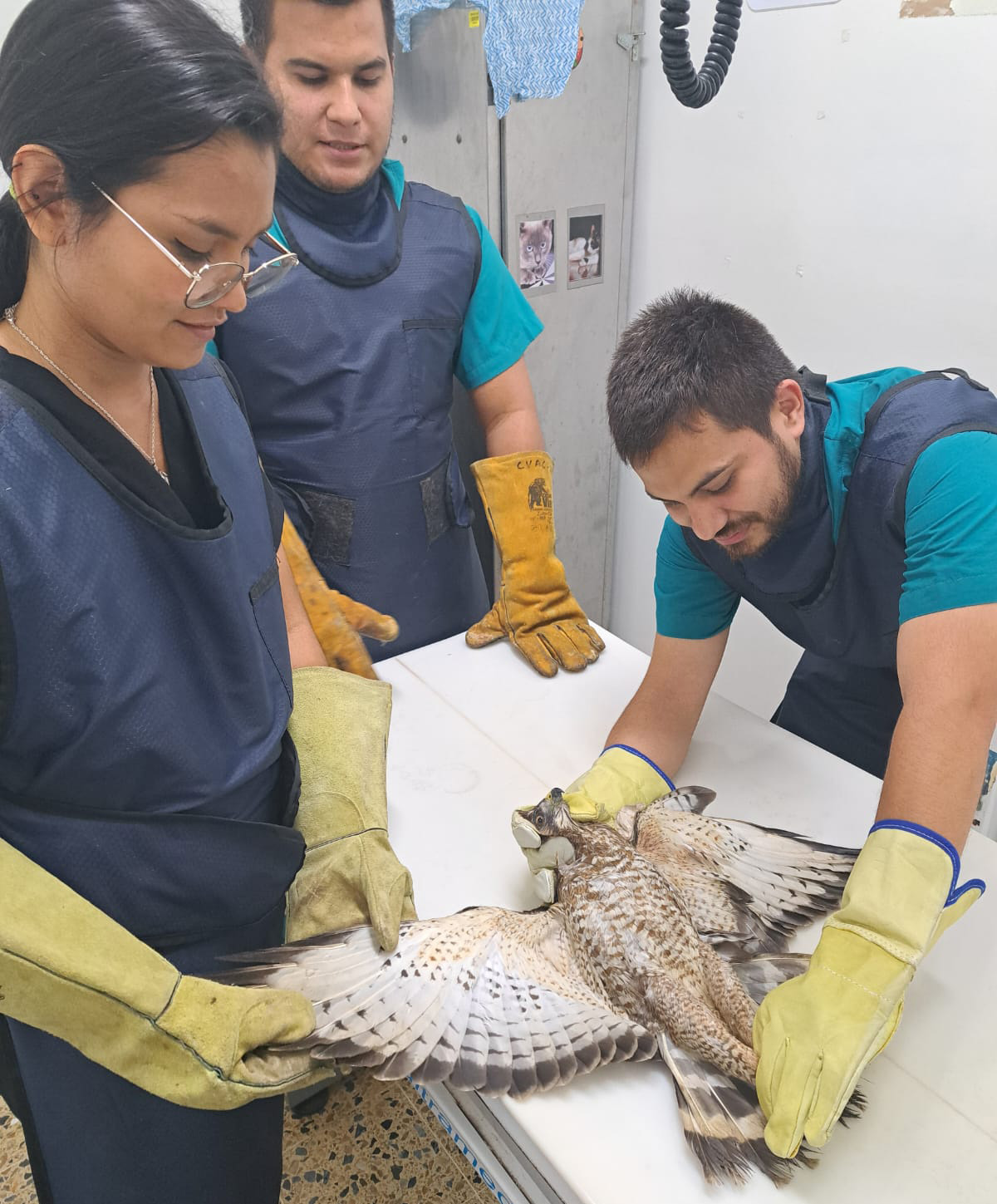 El Milagro De Un Águila Cola Roja Que Se Recupera De Una Fractura En Su ...