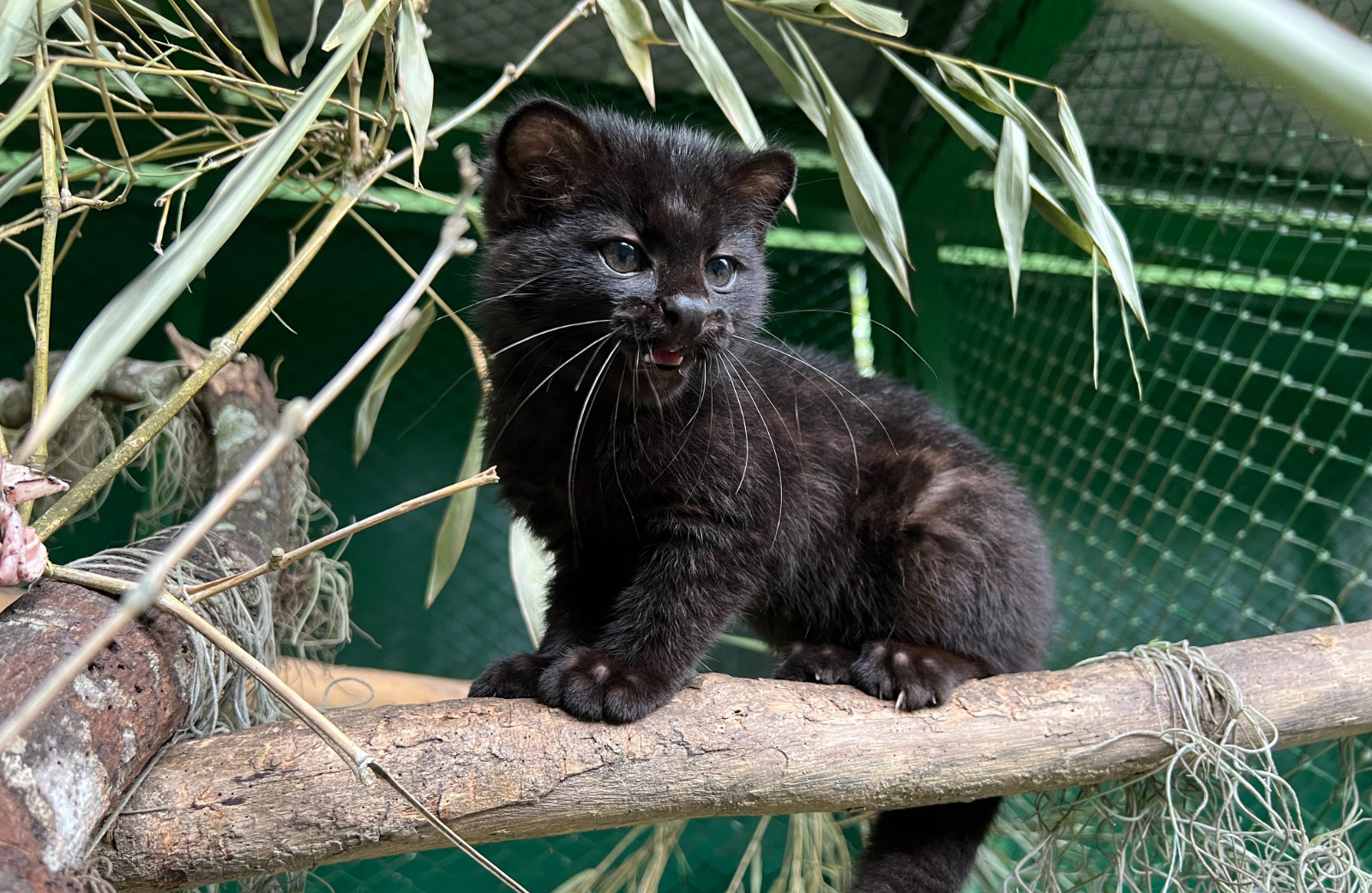 "Tigrillo Lanudo" listo para irse a cazar