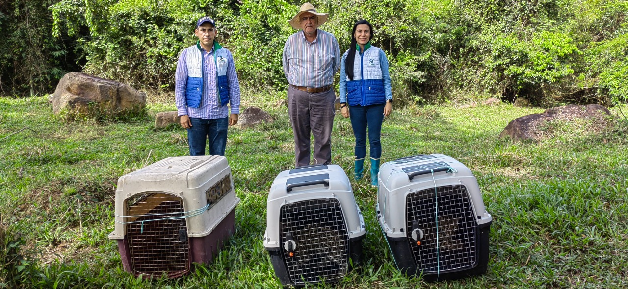 Tres tigrillos y una babilla volvieron a la libertad, a su entorno natural