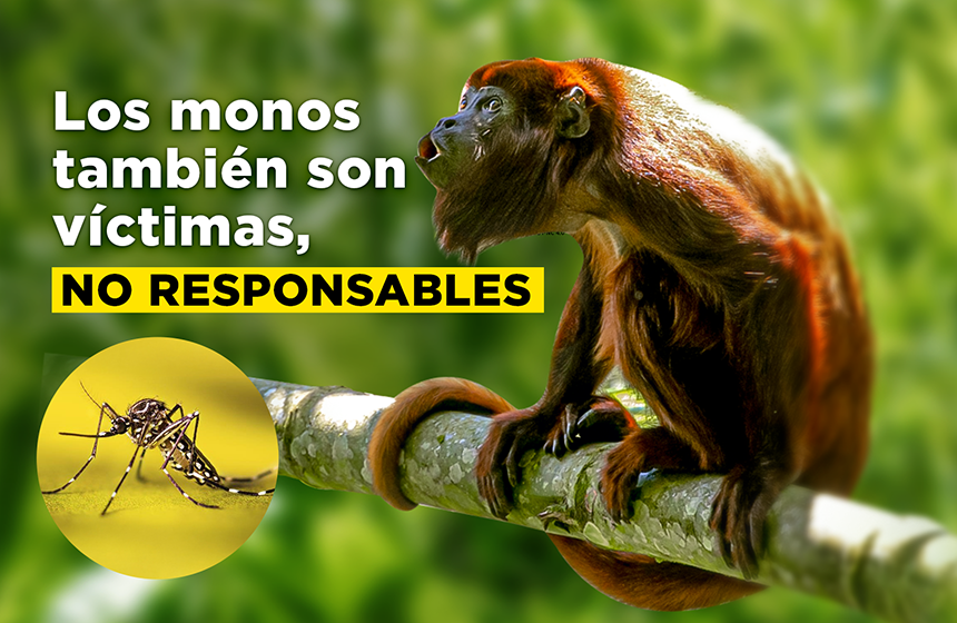 Los monos no transmiten la fiebre amarilla: son aliados en la alerta temprana