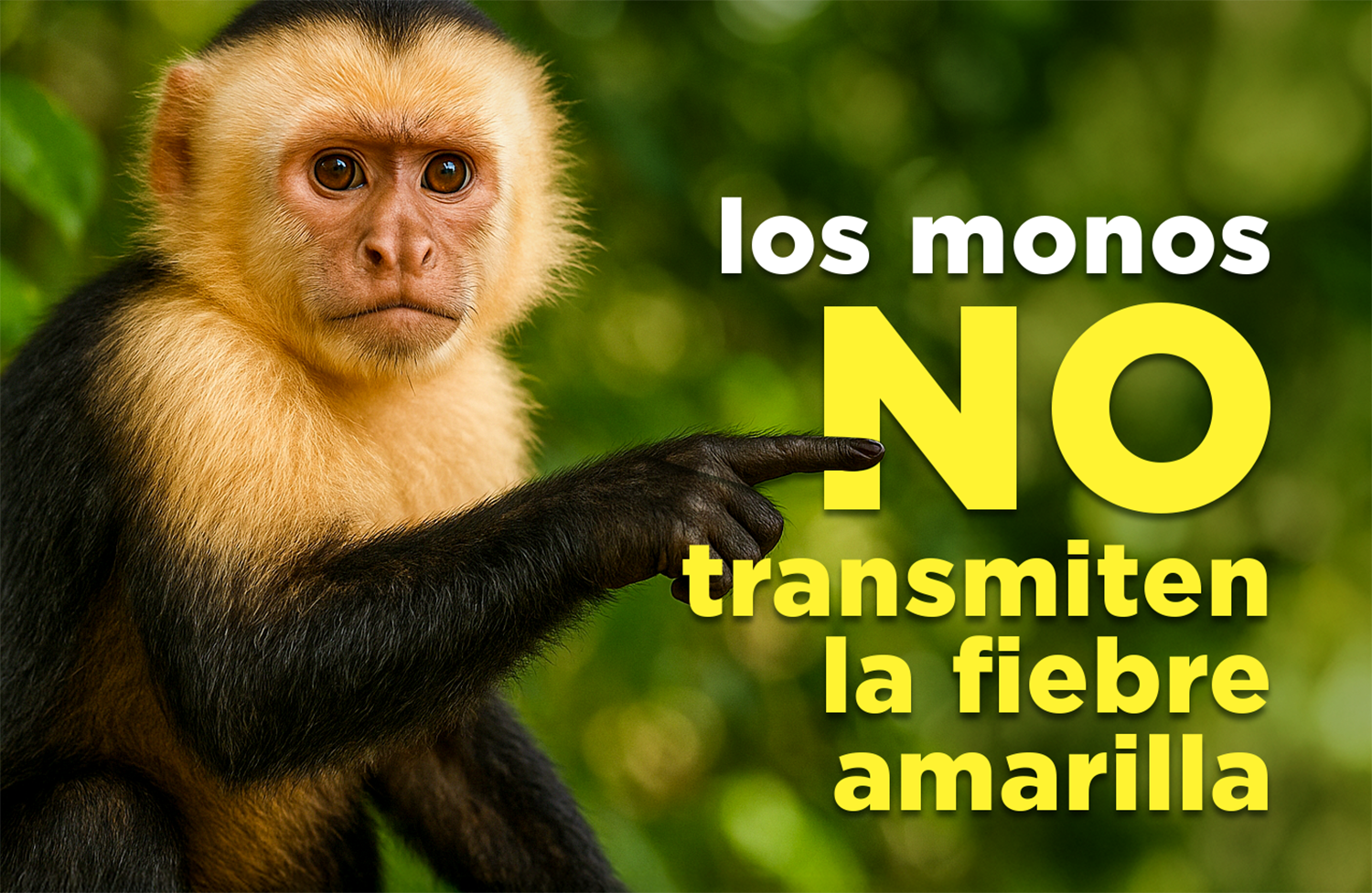 Los monos no transmiten la fiebre amarilla: son aliados en la alerta temprana