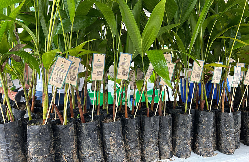 CDMB entregó 35.000 plántulas de areca y manila para proteger la palma de cera en Semana Santa