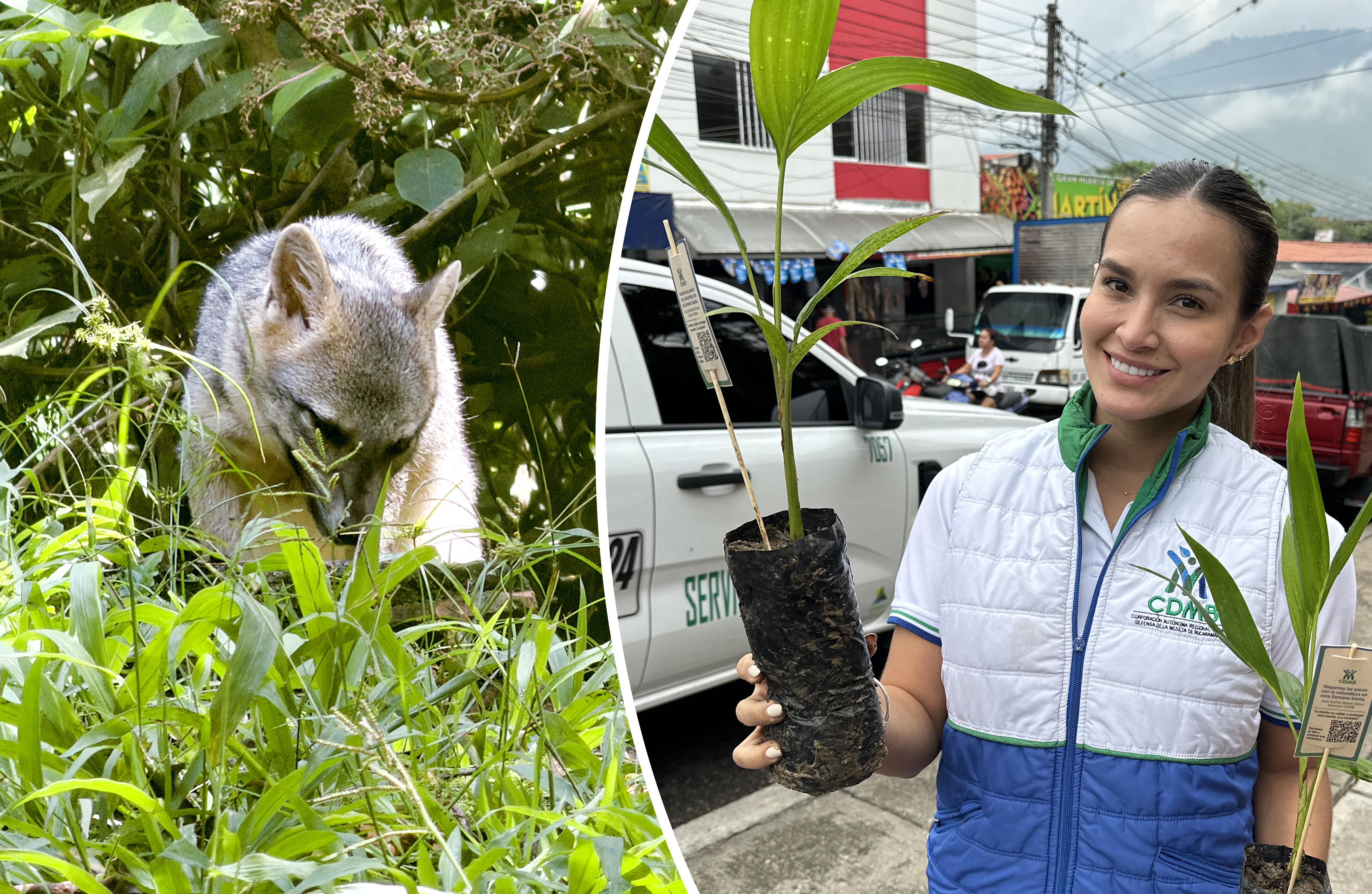  CDMB invita a “hacer las paces con la naturaleza” en Semana Santa y proteger la fauna y flora silvestre