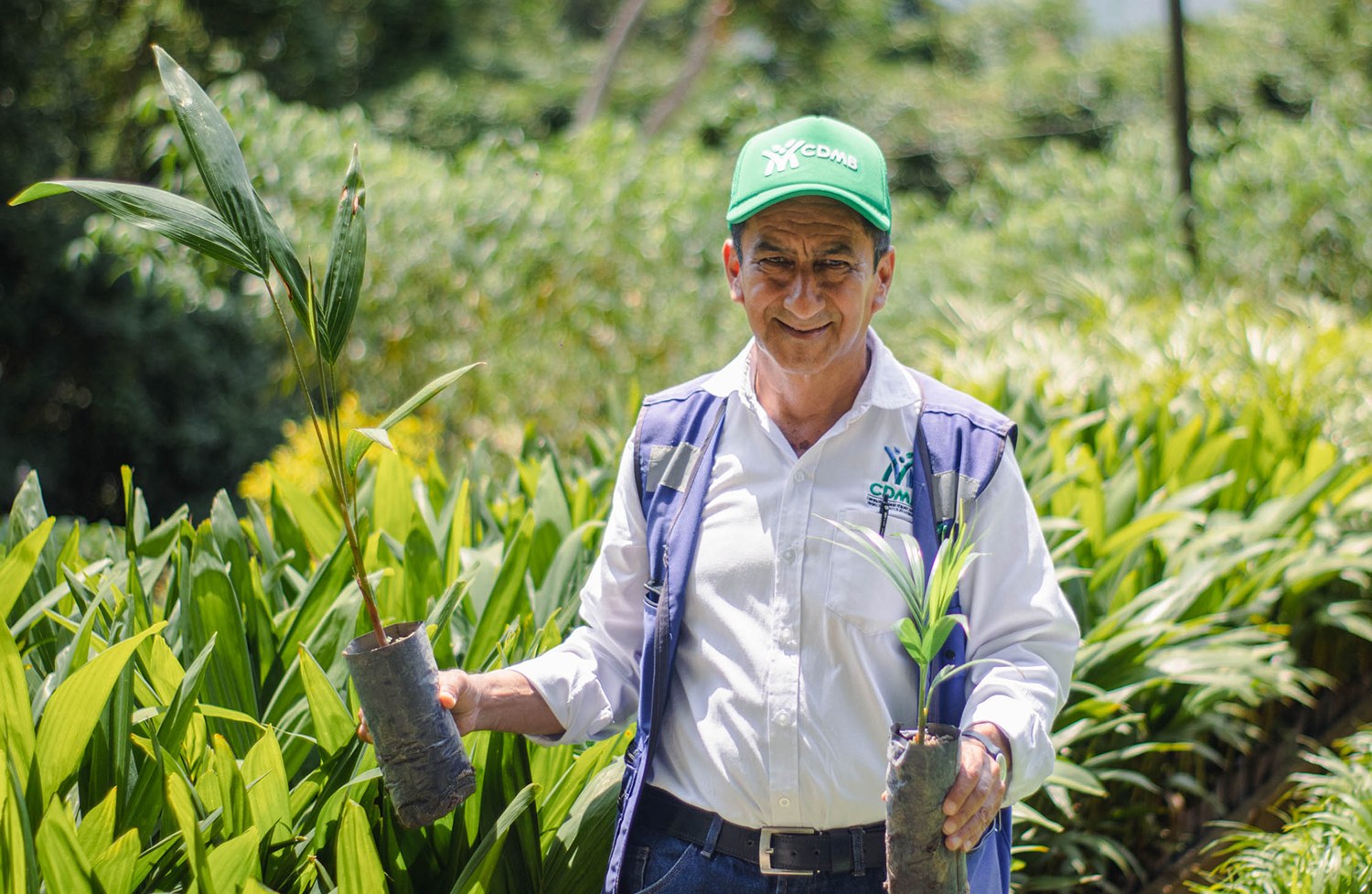  CDMB entrega 30 mil palmas sostenibles para sustituir la Palma de Cera el Domingo de Ramos