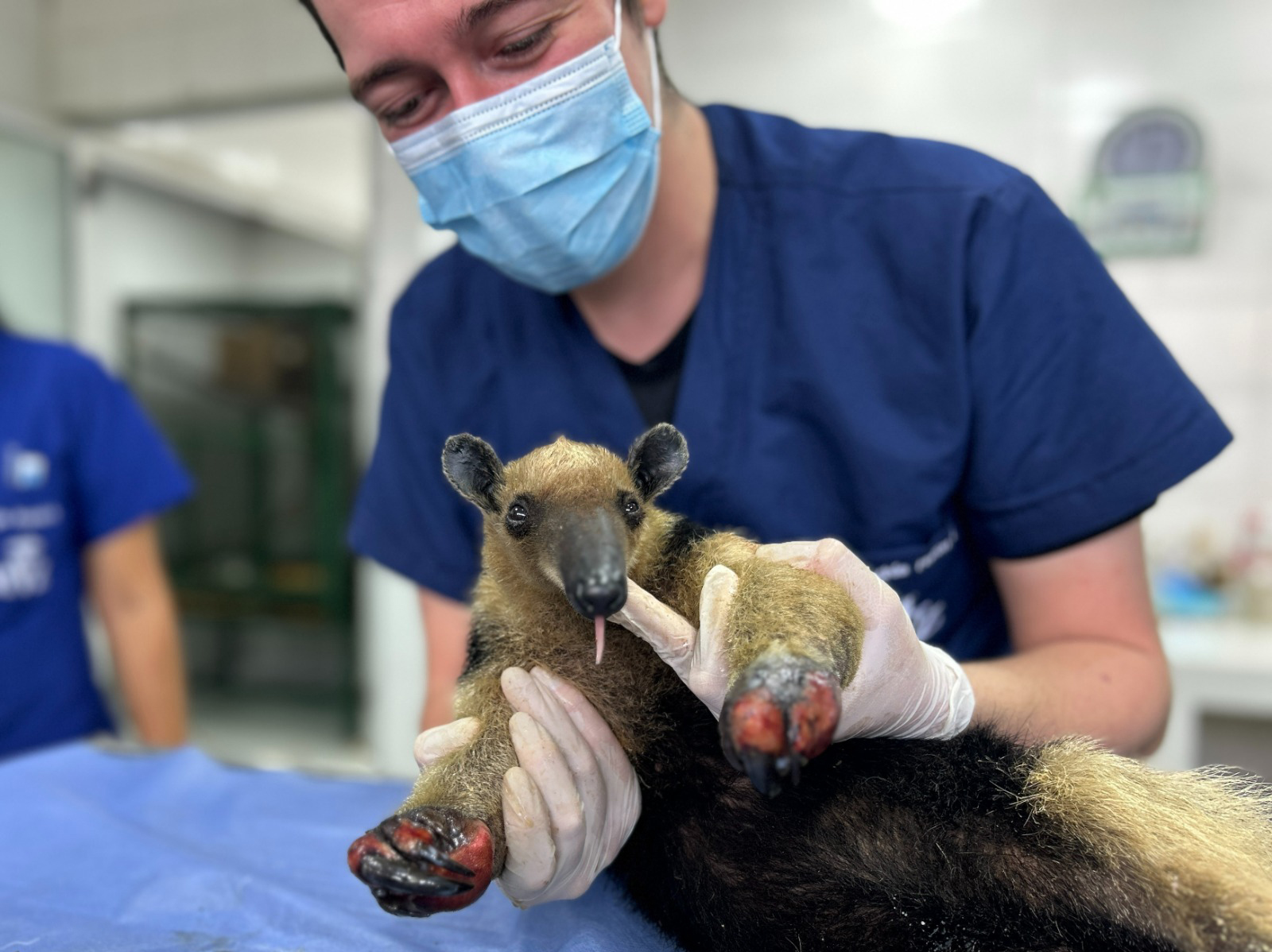 Entre cenizas fue rescatada una Tamandúa mexicana u hormiguero