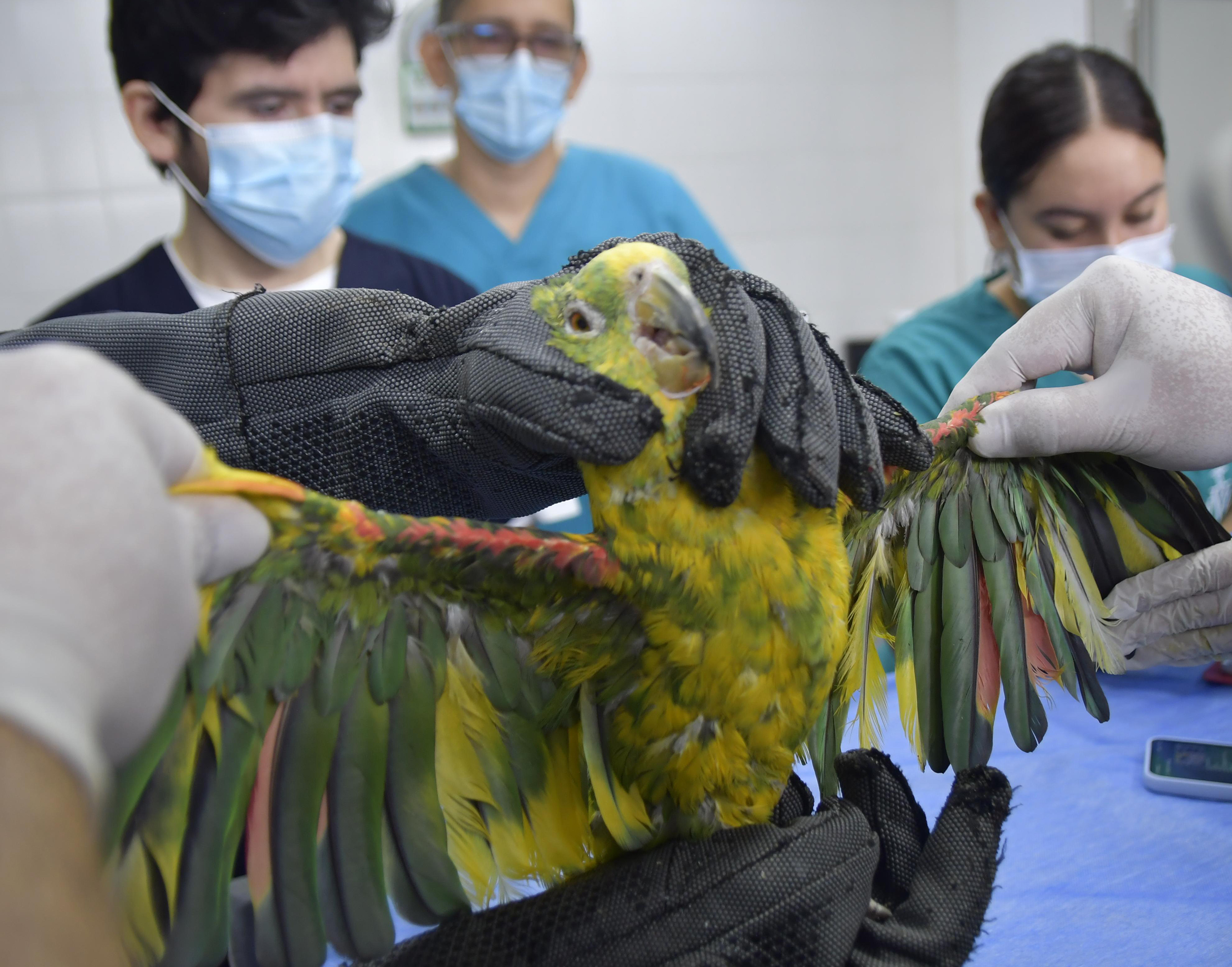 La CDMB lidera la recuperación de dos loras cabeciamarillas tras décadas de cautiverio